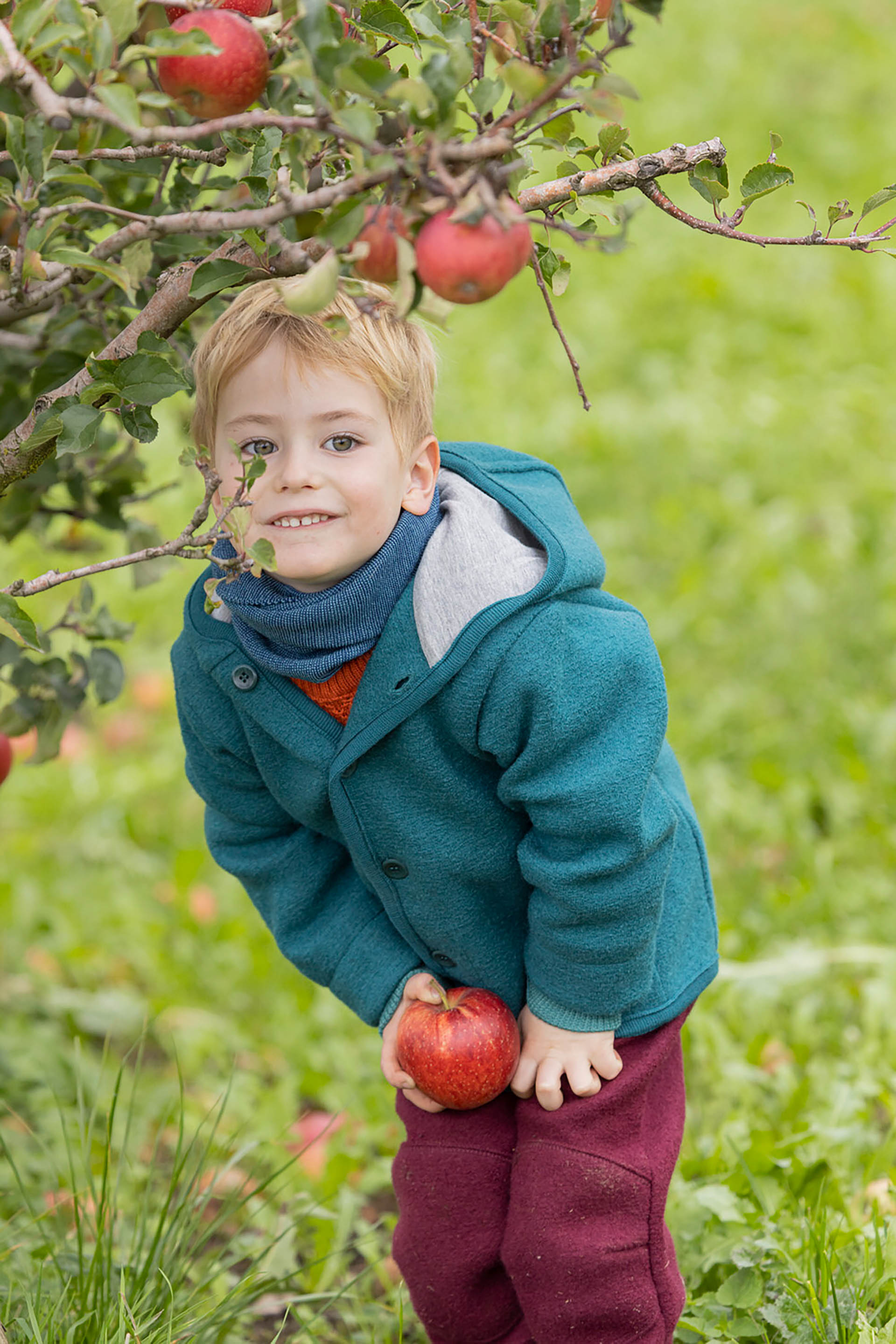 Blonder Junge in disana Walk-Jacke Pacific und Walk-Hose in Cassis blickt zwischen Apfelbaumzweigen in die Kamera.