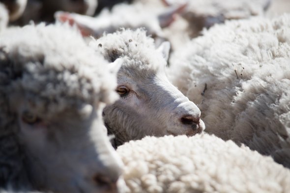 Sheep with thick fleece