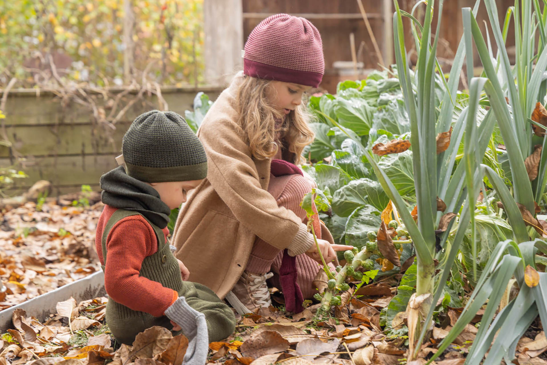 Zwei Kinder in kuscheliger und warmer disana Kleidung entdecken Rosenkohl im herbstlichen Gemüsegarten